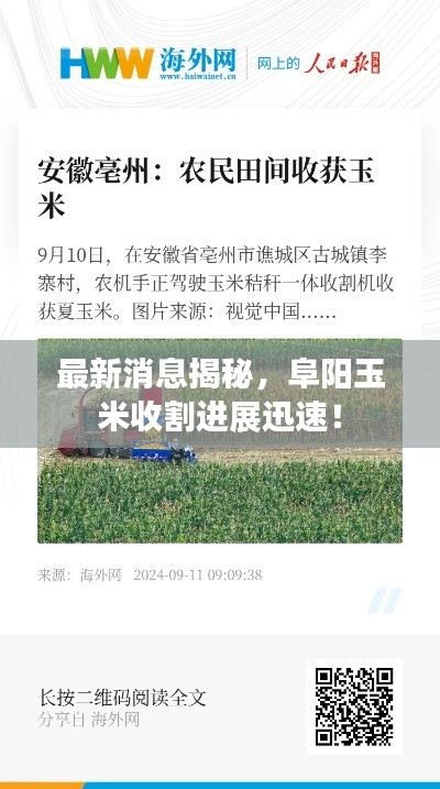 最新消息揭秘，阜阳玉米收割进展迅速！