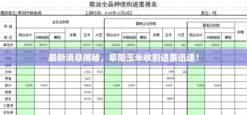 最新消息揭秘,阜阳玉米收割进展迅速!