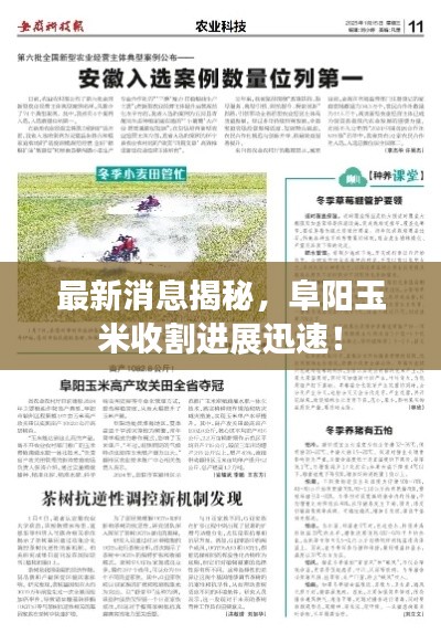 最新消息揭秘,阜阳玉米收割进展迅速!