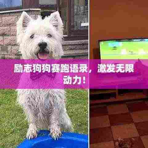 励志狗狗赛跑语录,激发无限动力!