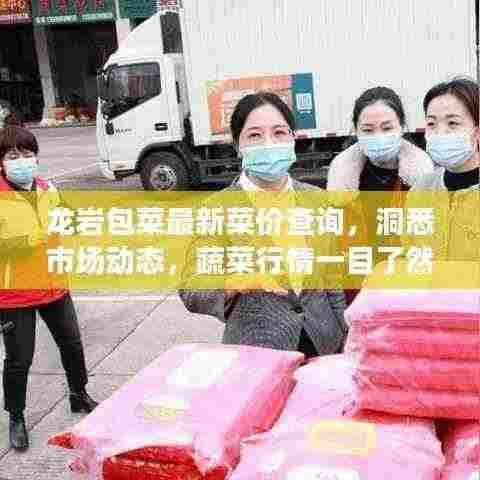 龙岩包菜最新菜价查询,洞悉市场动态,蔬菜行情一目了然