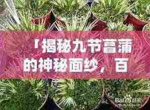 「揭秘九节菖蒲的神秘面纱,百度带你探索其奥秘!」