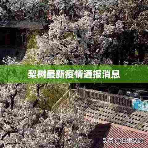 梨树最新疫情通报消息