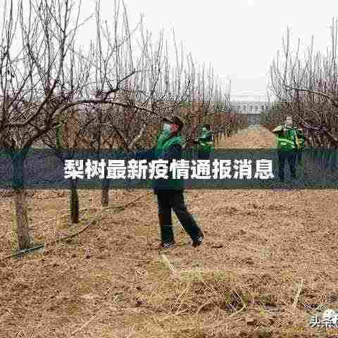 梨树最新疫情通报消息