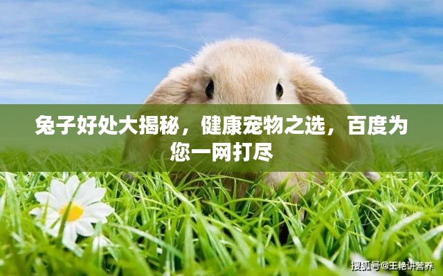 兔子好处大揭秘，健康宠物之选，百度为您一网打尽