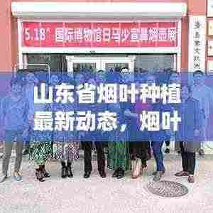 山东省烟叶种植最新动态，烟叶树种植可行性揭秘