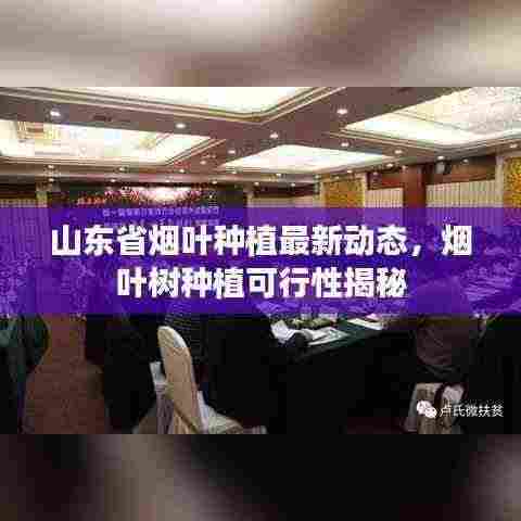 山东省烟叶种植最新动态,烟叶树种植可行性揭秘