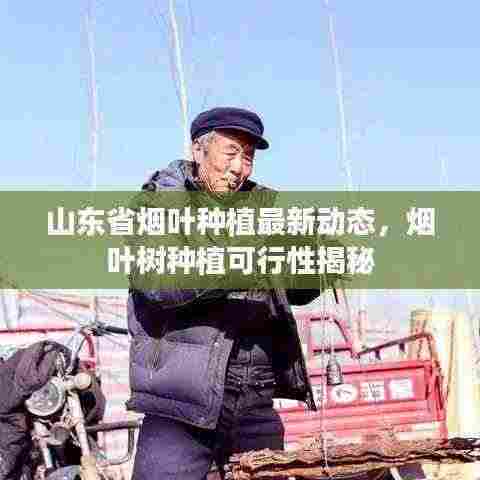 山东省烟叶种植最新动态,烟叶树种植可行性揭秘