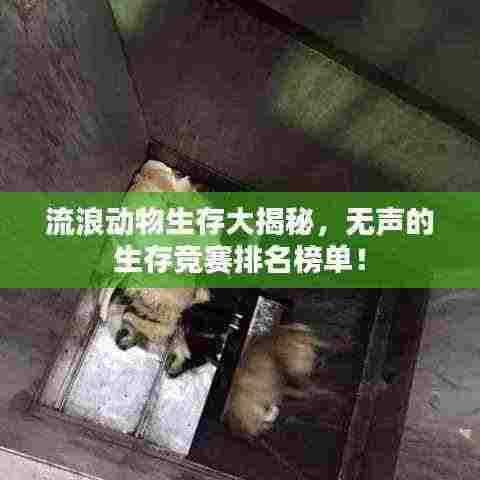 流浪动物生存大揭秘,无声的生存竞赛排名榜单!
