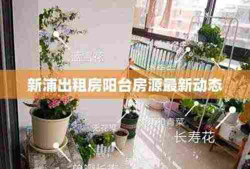 新浦出租房阳台房源最新动态