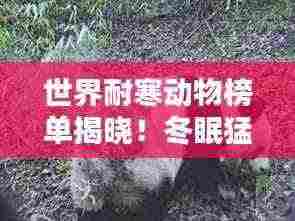 世界耐寒动物榜单揭晓!冬眠猛兽上榜,谁是最抗冻的王者?