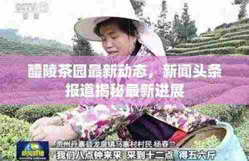 醴陵茶园最新动态,新闻头条报道揭秘最新进展