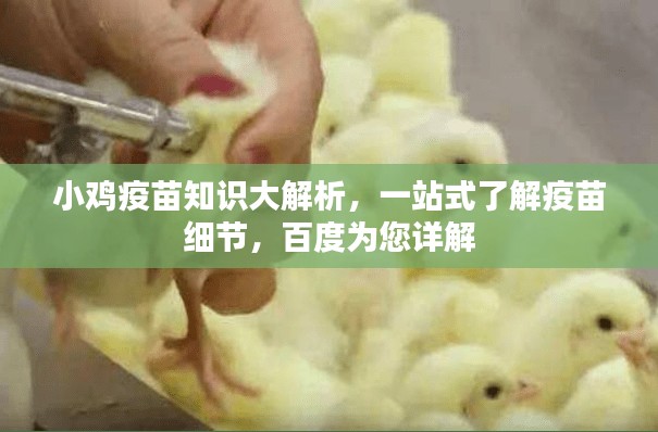 小鸡疫苗知识大解析,一站式了解疫苗细节,百度为您详解