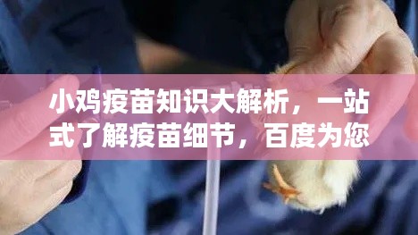 小鸡疫苗知识大解析,一站式了解疫苗细节,百度为您详解