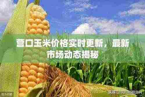 营口玉米价格实时更新，最新市场动态揭秘