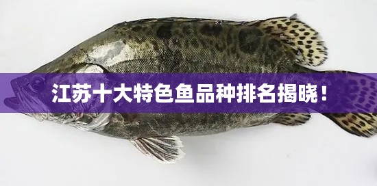 江苏十大特色鱼品种排名揭晓！