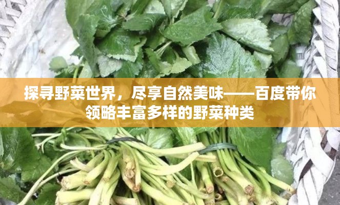 探寻野菜世界，尽享自然美味——百度带你领略丰富多样的野菜种类