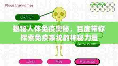 揭秘人体免疫奥秘,百度带你探索免疫系统的神秘力量